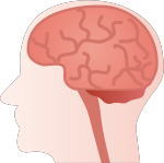 三大脳内物質のセロトニン